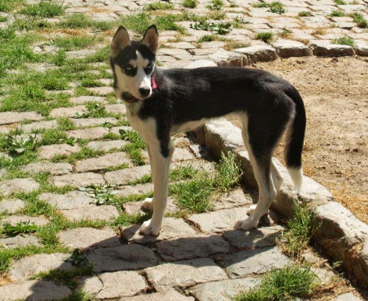 LAIKA husky (f) 11 mois  pas de chats BELGIQUE 4460  ADOPTEE 10176214