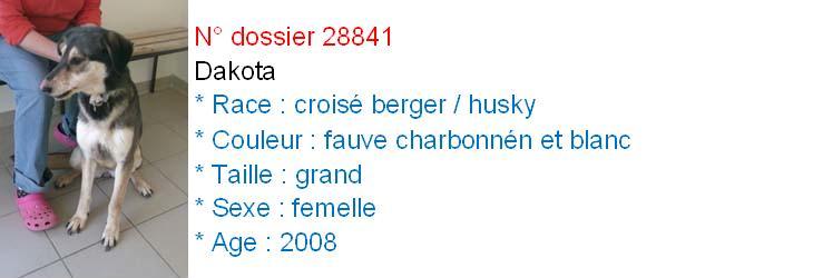 DAKOTA x berger husky (f) 2008 fauve charbonnée et blanc REF:49ADOPTEE 28841p10