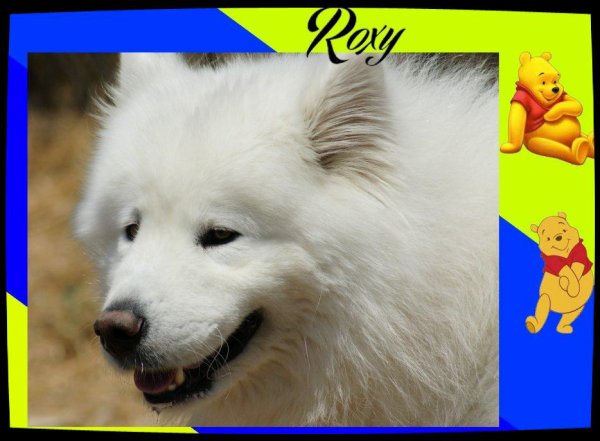 ROXY samoyède (m)3 ans et demi 12/09/2009/ REF:13 ADOPTE 31744115