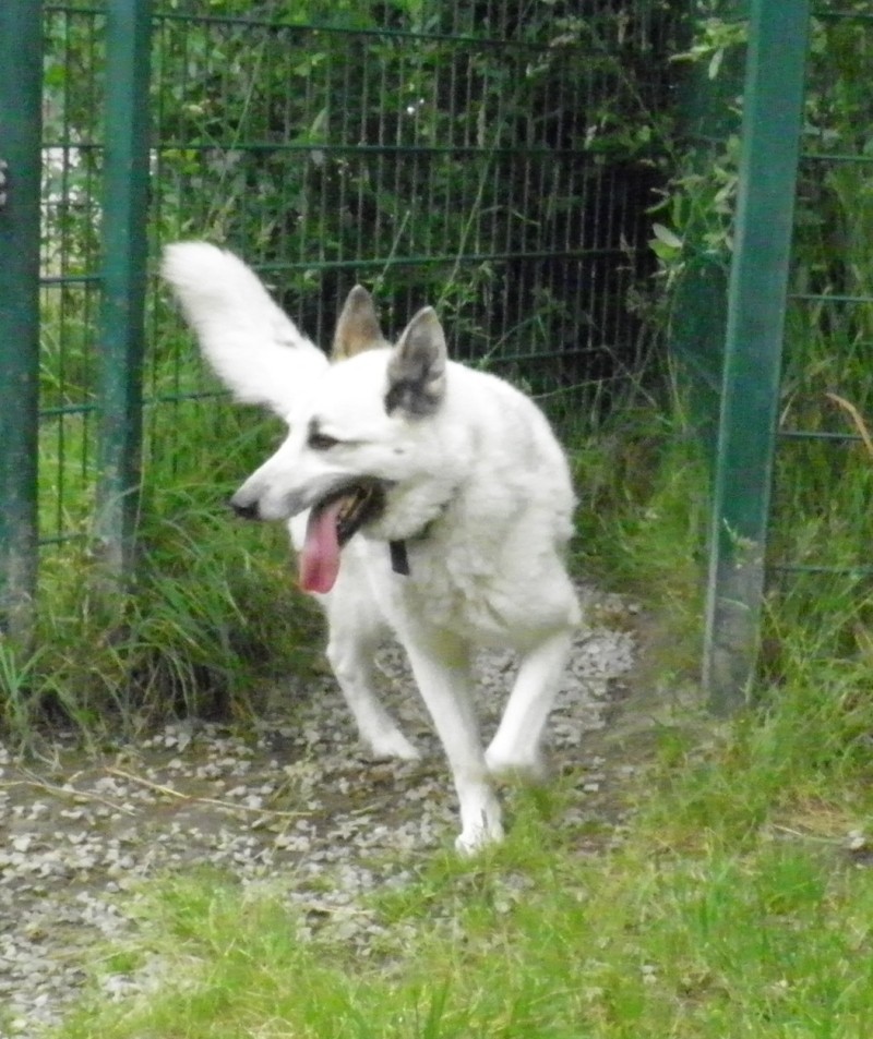 CROC BLANC husky 6 ans pas de chats.pas de males REF:44 ADOPTE 464510