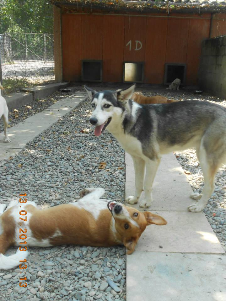 MARGAUX husky (f) 10 mois blanche et noire ok congénères Adoption dept 31 et limitrophes : ADOPTEE 68208_10