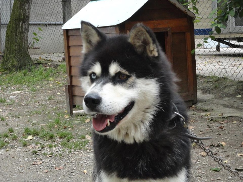 DIEGO malamute x husky, 2005 indépendant  REF:82 ADOPTE - Page 3 94723713