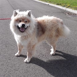 Farouk eurasier (m) 2010/ sociable femelles ok chats REF:41  ADOPTE Anm_ph31