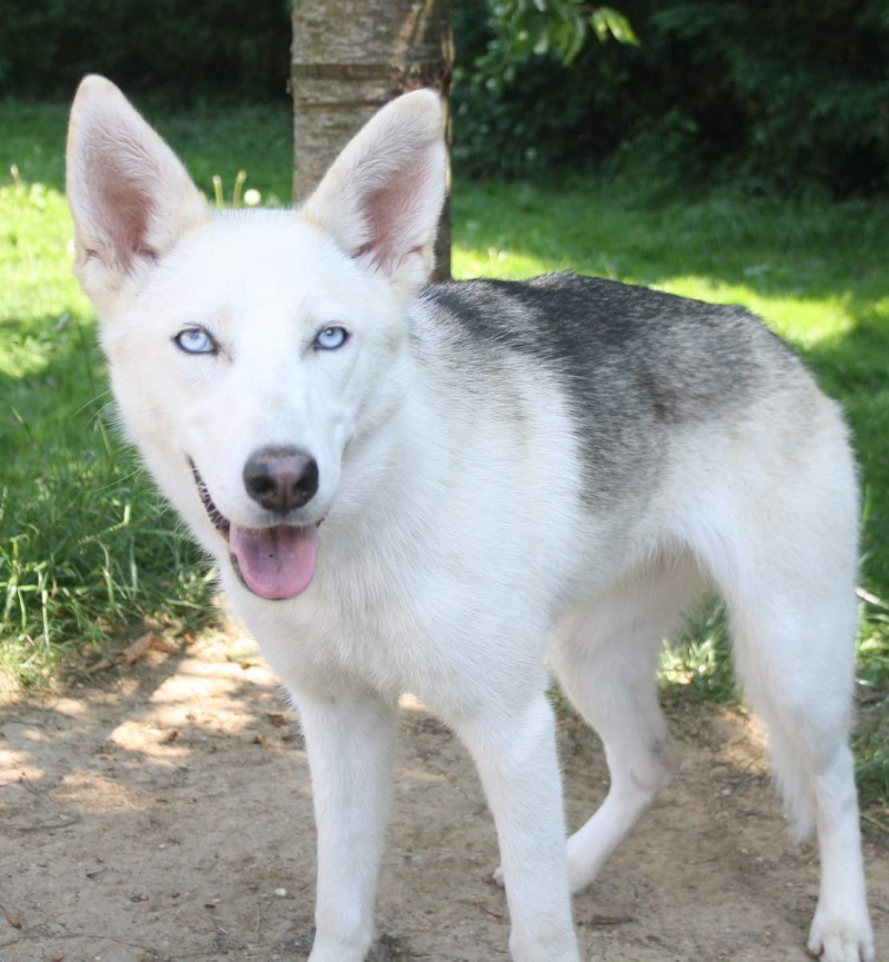 ARECIA type husky grise et blanche aux beaux yeux bleus 2012 REF:91 ADOPTEE Arecia10