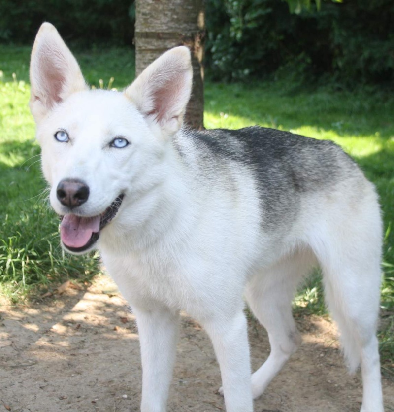 ARECIA type husky grise et blanche aux beaux yeux bleus 2012 REF:91 ADOPTEE Arecia11