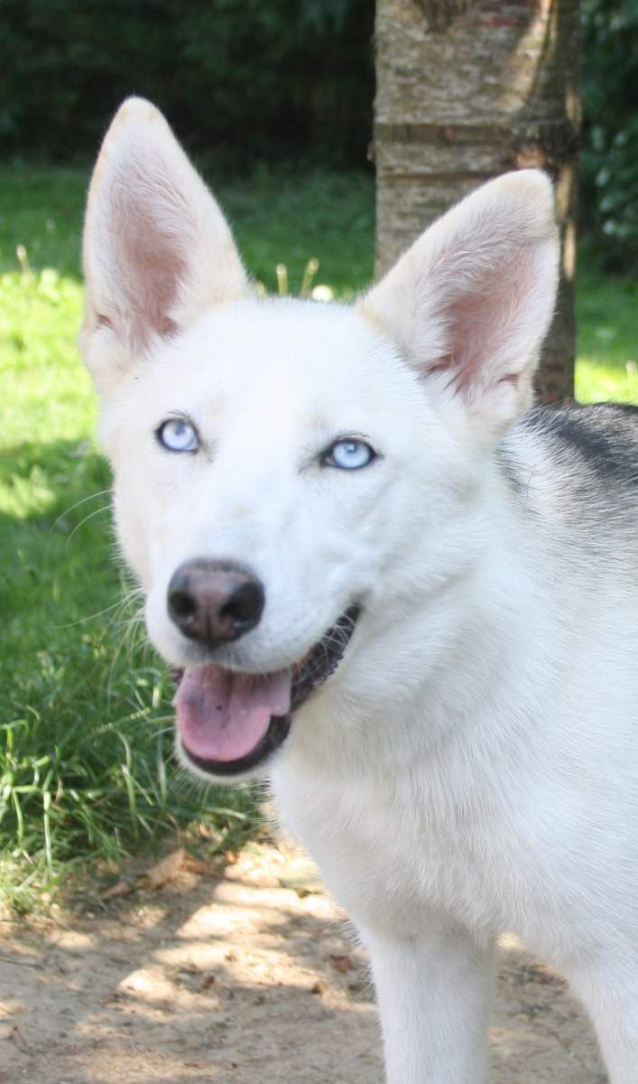 ARECIA type husky grise et blanche aux beaux yeux bleus 2012 REF:91 ADOPTEE Arecia12