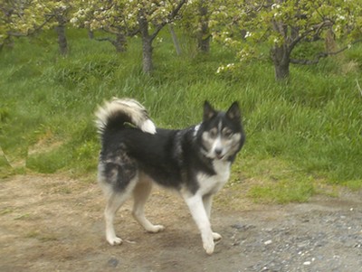 ALASKA sibérian husky x border collie 03/2006/ REF:SUISSE ADOPTEE Chien_10