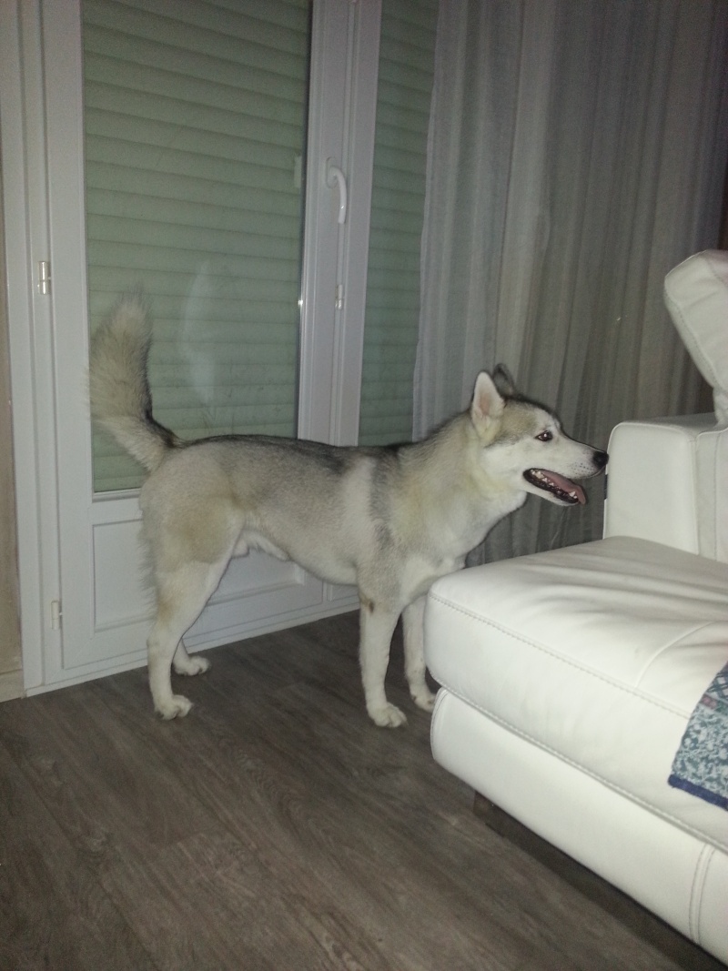 HOLLY husky mâle de 1 an et 1 mois (26) URGENCE   ASSO:26 ADOPTE Doudou11