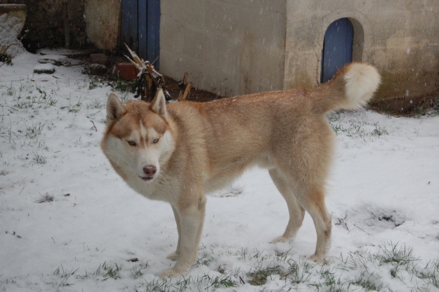 DAKOTA husky (m) 14/02/2008/roux /blanc/ .PAS DE CHATS (26) !!!ADOPTE - Page 3 Dsc_1110