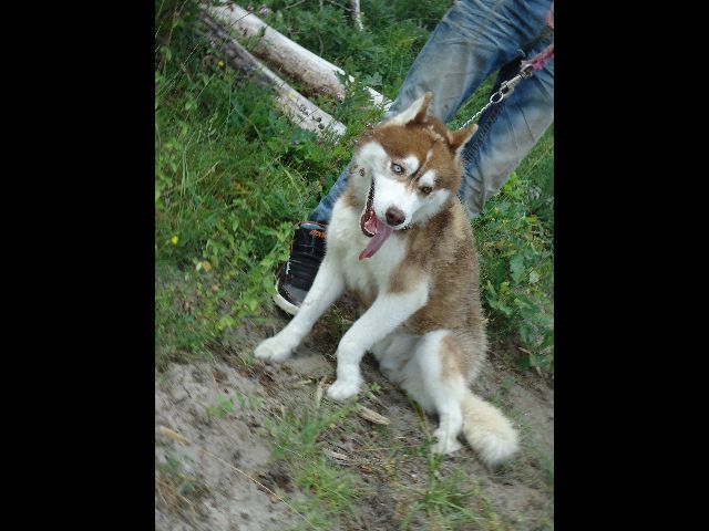 ESKIMO husky (m) bicolore né 01/05/2010/ok congénères REF:47 ADOPTE Eskimo14