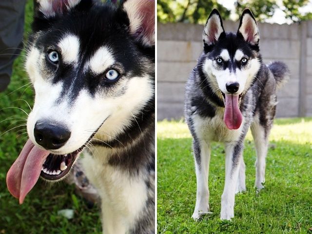 Jorka. husky (f) 10 mois REFUGE COINTE /4420/ ADOPTEE I1076411