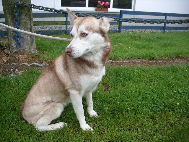 Yuna. husky (f)3 ans 1 mois REF:4520 Vinalmont ADOPTEE I3010210