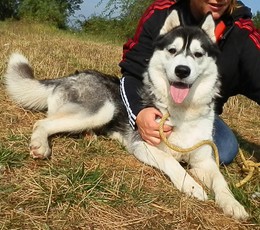 GABY husky (f) jeune et seduisante REF:77ADOPTEE Imf_co31