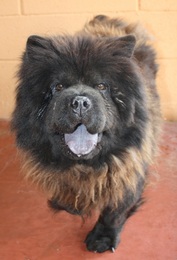 GRAVURE DE MODE chow chow (f) 25/03/2011 REF:78ADOPTEE Imf_co37