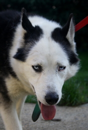 LUPO husky (m) splendide Husky, noir et blanc   TRES TRISTE  REF:91 ADOPTE Imf_co62