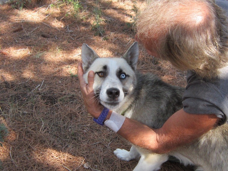 OSLO rebaptisé SNOW x husky ('m) 18 mois RECHERCHE DURGENCE UN FOYER PAR:34 ADOPTE Img_1517