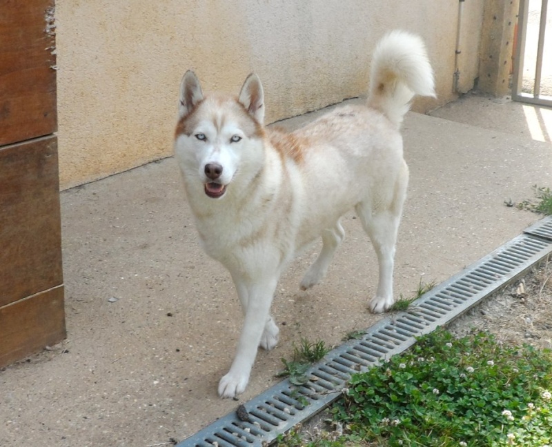 ELONA husky (f) 05/02/2010/blanche et crème REF:76 ADOPTEE Sam_1513