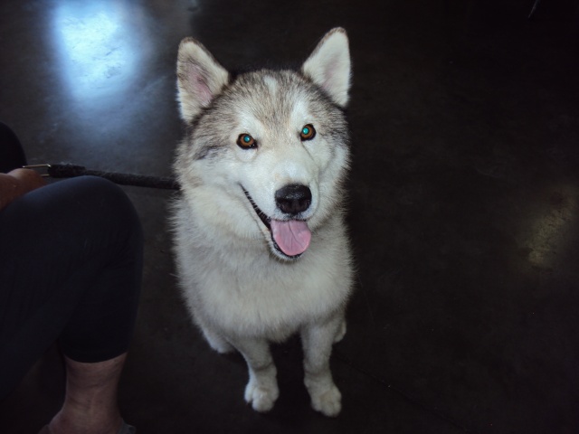 Guysmo Malamute (m) 2011/REFUGE BEAUSSART 5660 BELGIQUE ADOPTE Sdr_0110