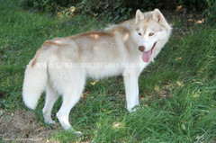 BELLA HUSKY  magnifique (f) 2012/pas de chats REF:44 ADOPTEE Thumb_14