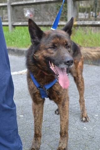 Plouf 6 Ans X Bergerhusky Euthanasie 04042013 Sos
