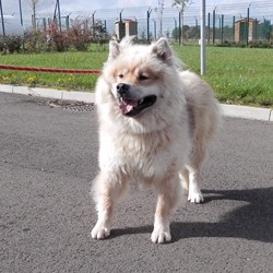 eurasier - Farouk eurasier (m) 2010/ sociable femelles ok chats REF:41  ADOPTE Web_ch16