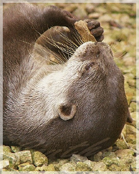 Unsere Beute Otter11