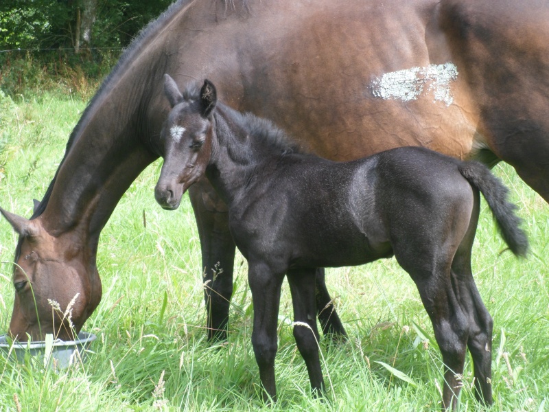 Champis des Feux - OC (croisement Camargue x SFA) Sam_0712