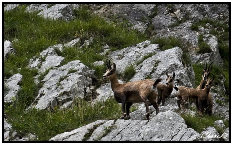 [Charal3] photos animaux sauvages CHAMOIS MAJ 1/08 Chamoi15