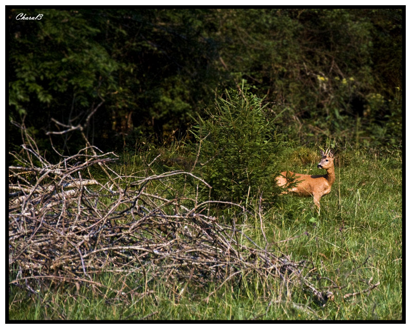 [Charal3] photos animaux sauvages CHAMOIS MAJ 1/08 Chevre12