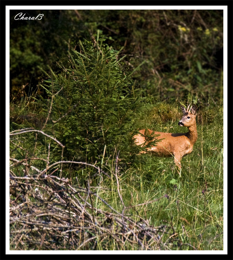 [Charal3] photos animaux sauvages CHAMOIS MAJ 1/08 Chevre13