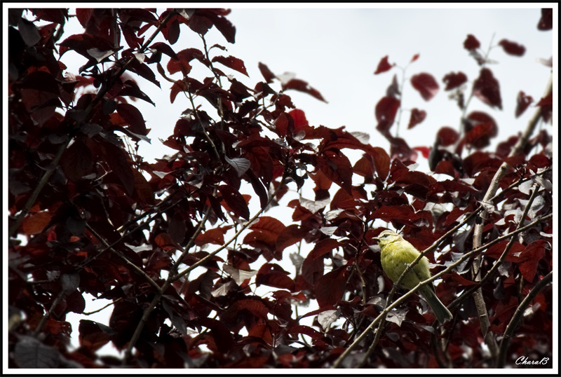 oiseau Oiseau10