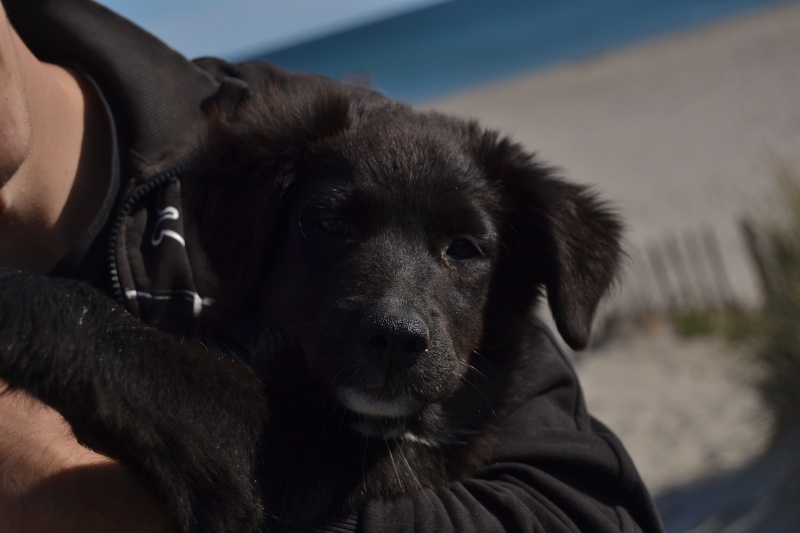 Chiots berger australien, lignée travail. Dsc_2910