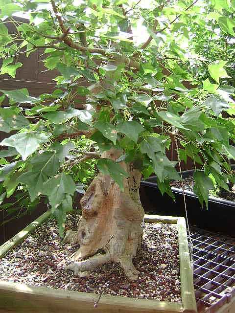 My trident maple Dsc03012