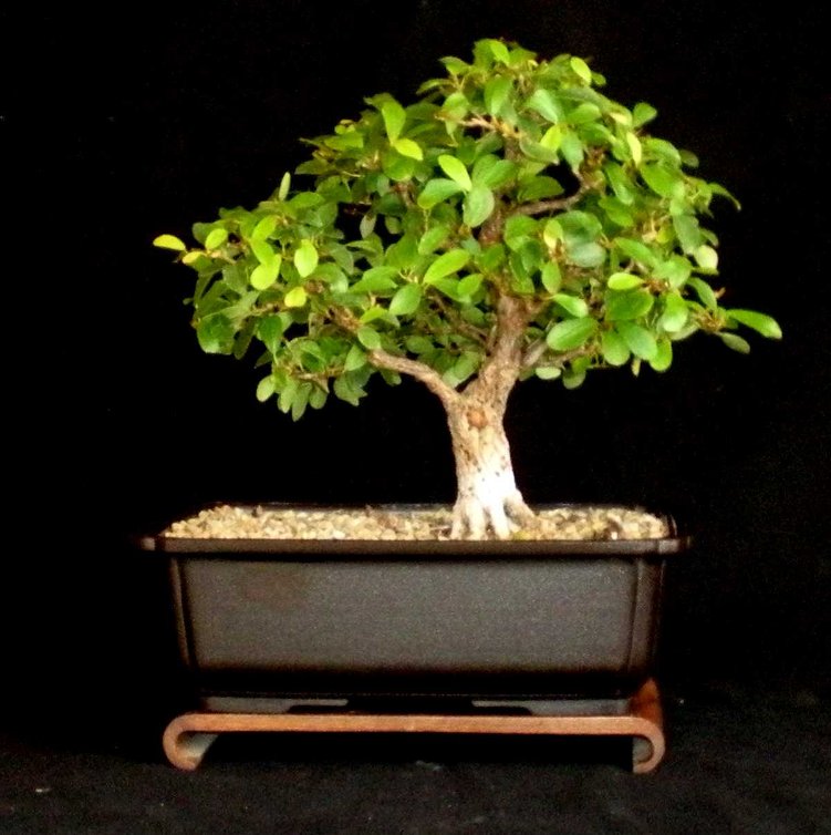 ficus natalensis Fn100212