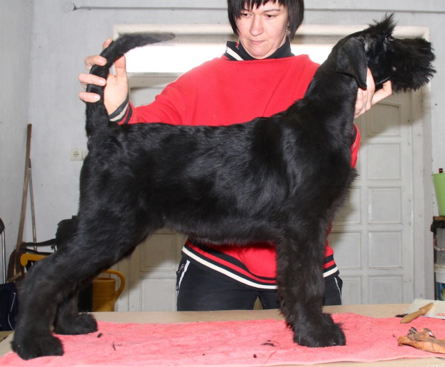 Giant schnauzer puppies Img_2010