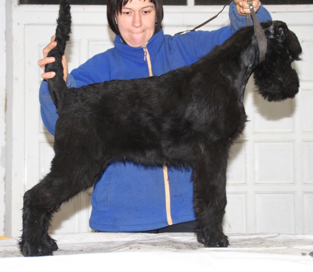 Giant schnauzer puppies Img_2112