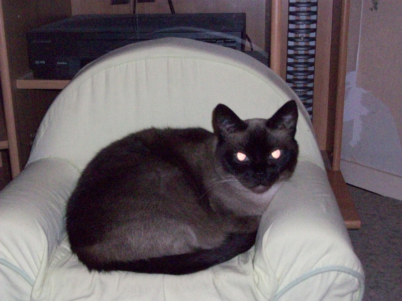 MOKA - CROISEE SIAMOISE 12 ANS Moka_211