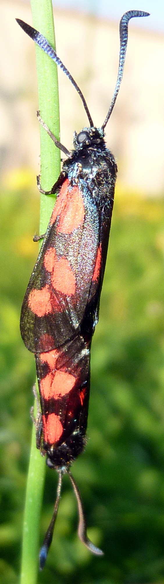 [Zygaena sp (trifolii??)]/papillon rouge et noir ? P1060513