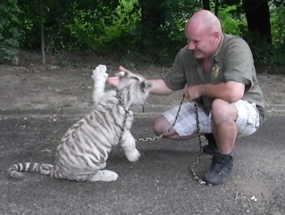 Bernhard Kainz /Hundeschweiger/ beim Weißen Tiger - Aya 6a10