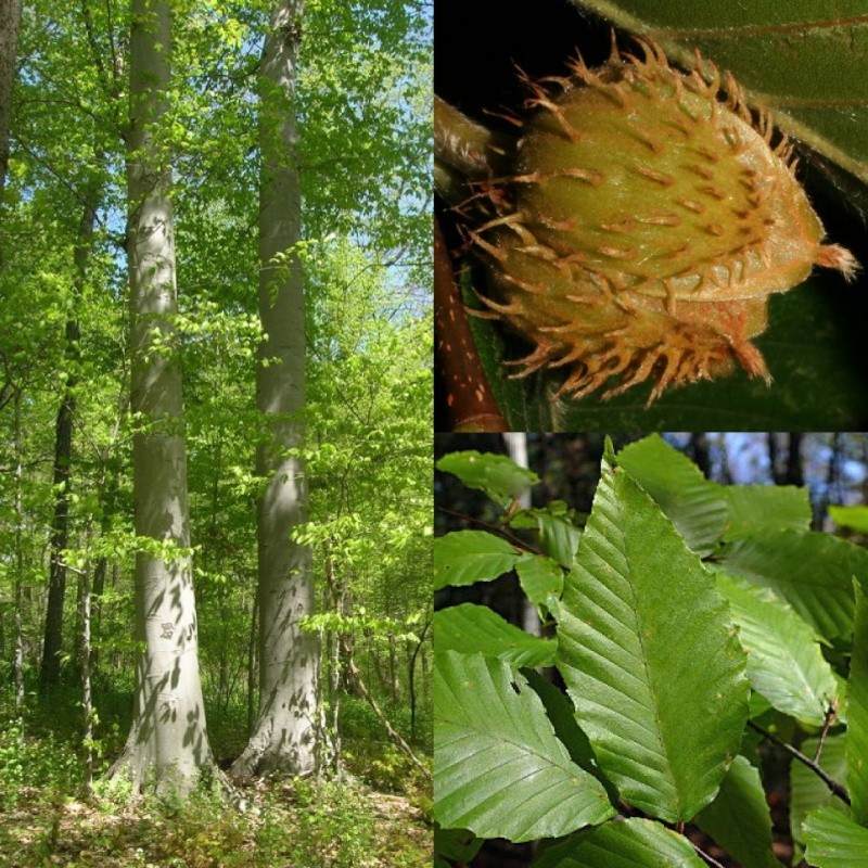 les arbres est  l'eau leur magie féerique Hetre10