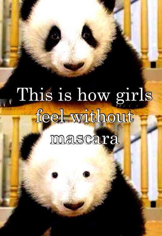 Pandas hermaphrodites Masc10