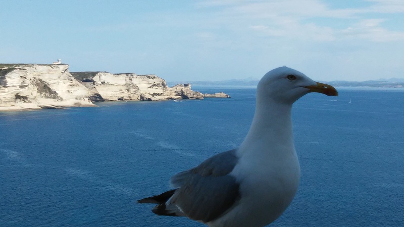 Corsica Giugno 2016 20160616