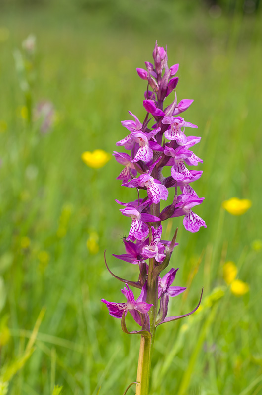 Dactylorhiza et orchidées des marais (38, 73 et 74) Imgp1010