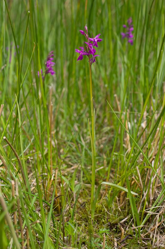 Dactylorhiza et orchidées des marais (38, 73 et 74) Imgp1212