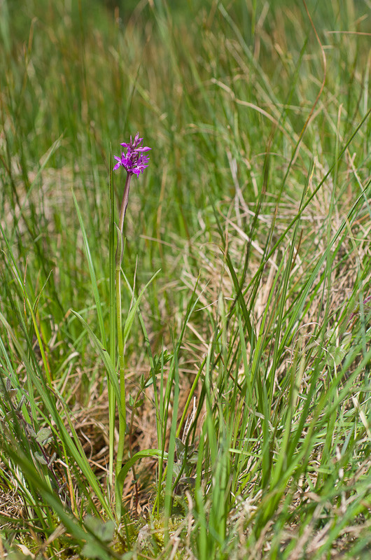 Dactylorhiza et orchidées des marais (38, 73 et 74) Imgp3411