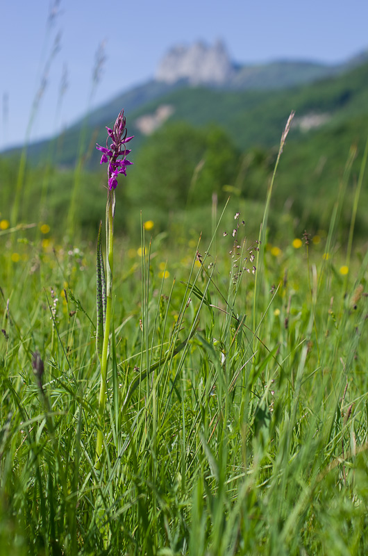 Dactylorhiza et orchidées des marais (38, 73 et 74) Imgp3610