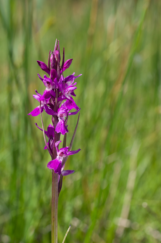 Dactylorhiza et orchidées des marais (38, 73 et 74) Imgp3611