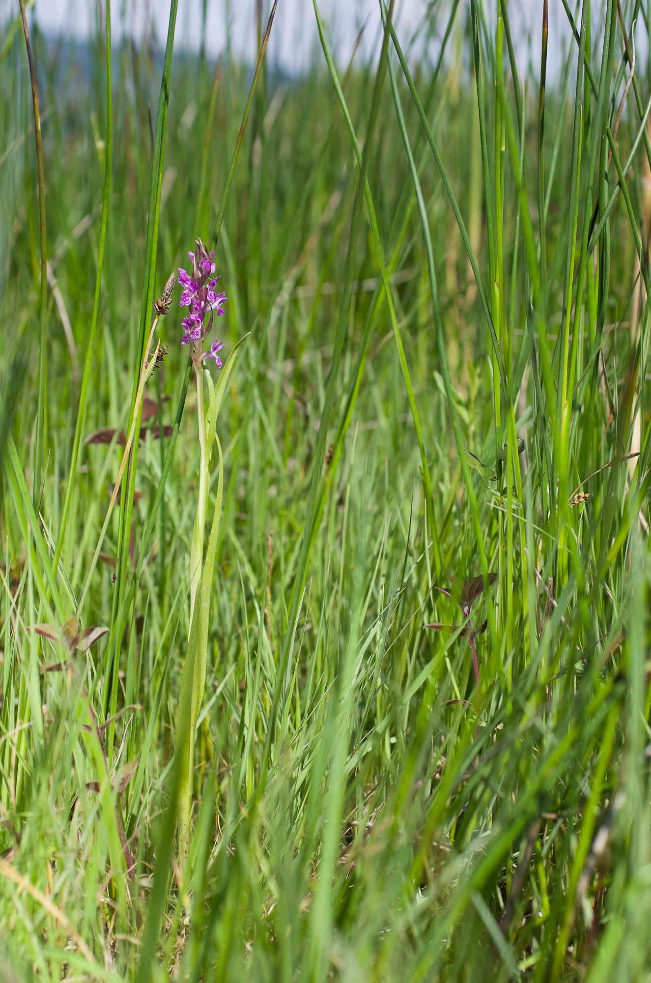 Cartographie préalable des Dactylorhiza de Savoie Imgp3710