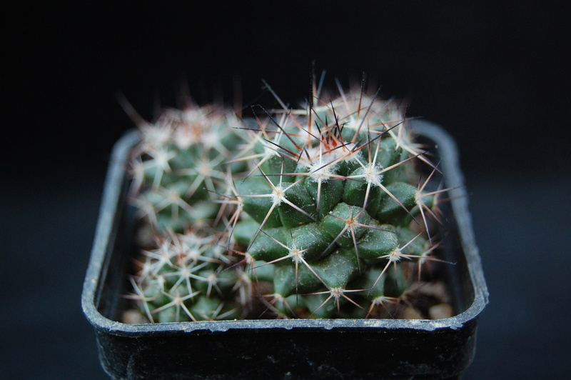 Mammillaria crassa 3422-210