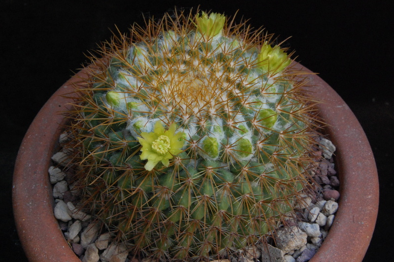 Mammillaria canelensis 5128-210